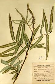 Image result for Uraria picta