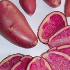 Pomme De Terre Rouge Des Flandres Pomme De Terre Rouge Pomme De Terre Pomme
