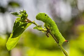 Tomato hornworms are pale green caterpillars with white and green markings and a protrusion resembling a horn. Caterpillar Medium Wine Enthusiast Green Caterpillar Caterpillar With Horn Pikist