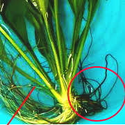 水草アマゾンソードの育て方 植え方 増やし方