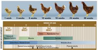 layer chicken 72 weeks in the life of a layer hen farmer