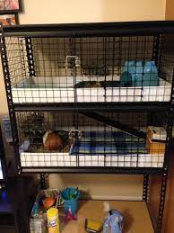 Pin On Guinea Pig Cages