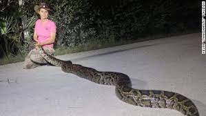 Pythons Might Become A New Menu Item In Florida If Scientists Can Confirm They Re Safe To Eat Cnn