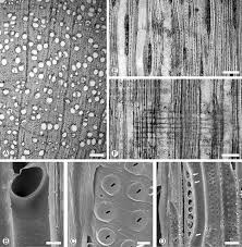 Image result for Androstachys johnsonii