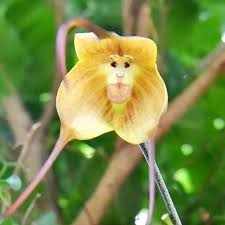 YEGAOL Garden Monkey Face Orchid Seeds ...