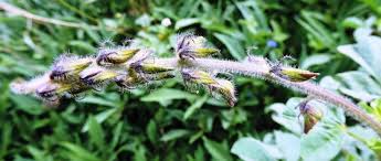Image result for Crotalaria incana