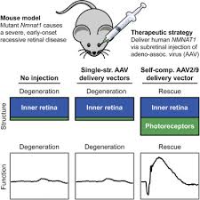 Gene Therapy Preserves Retinal Structure And Function In A Mouse Model Of Nmnat1 Associated Retinal Degeneration Sciencedirect