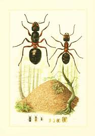 1960 Vintage Ant Print Ants Illustration Insect Entomology Ant Wall Art Science Ant Art Biology Art Ants