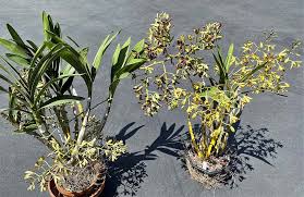 Image result for Ansellia