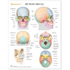 Human Skull Chart Poster Laminated