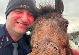 Loose horses cause traffic issues