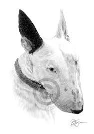 Perro Bull Terrier Ingles Dibujo A Lapiz Art Print A3 A4 Tamanos Firmado Ebay