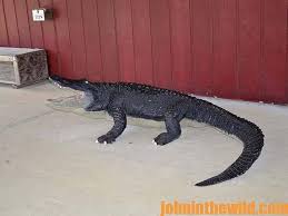 Ready To 'Choot Em'? How Much Does A Gator Hunter Really Make? [Video]