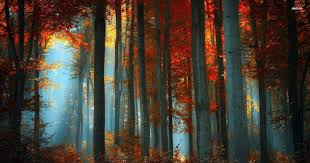 We present you our collection of desktop wallpaper theme: Fall Desktop Wallpaper Enjpg