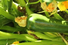 Check spelling or type a new query. Natural Ways To Remedy Yellowing Zucchini Leaves Dengarden