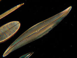 Image result for Entada bacillaris