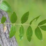 Image result for Zanthoxylum chalybeum