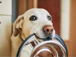 The record was held by bluey who died in … Dogs The Ultimate Dog Lovers Quiz