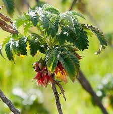 Image result for Melianthaceae