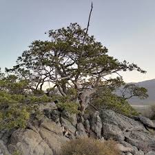 Image result for Widdringtonia