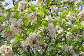 Image result for Robinia