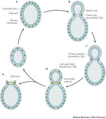 Penicillin works by disrupting the synthesis of cell walls, a structural feature of many bacterial cells that is entirely absent in human cells. How Carbohydrates Sculpt Cells Chemical Control Of Morphogenesis In The Yeast Cell Wall Nature Reviews Microbiology