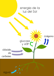 Consigue esquejes de cactus orquídea. La Fotosintesis Que Es Como Se Produce Que Etapas Tiene
