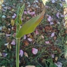 Image result for Urochloa panicoides