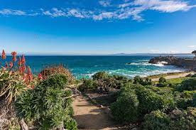 The colour of their bodies helps them to blend into their environment. Where To Stay In Big Sur The Crazy Tourist