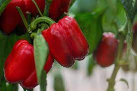 We also use them to stuff with chicken and rice and for our stir fry dinners. Growing Peppers 10 Tips For A Thriving Garden Back To The Roots Blog