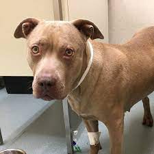 Through education and advocacy alamo city pit bull rescue strives to save the lives of abandoned and abused pit bulls and bully breeds. Pit Bull Rescue Central Pit Bull Rescue Central