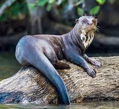 What are the predators of the giant otter? Giant Otter Wild Kratts Wiki Fandom