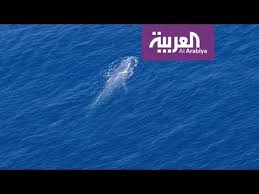 رصد الحوت الأزرق لأول مرة في مياه البحر الأحمر Youtube