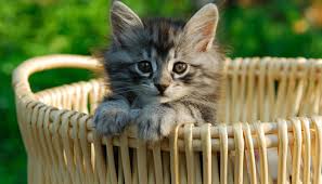 Le meilleur plat pour ce star. 10 Questions Pour Comprendre La Nouvelle Reglementation Sur La Vente De Chiens Et Chats Fondation 30 Millions D Amis