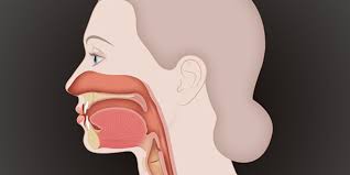 Er ist nicht wie der rest mit schleimhaut ausgekleidet, sondern mit normaler gesichtshaut. Nasen Rachenraum Hno Praxis Dr Grapengiesser Schleswig