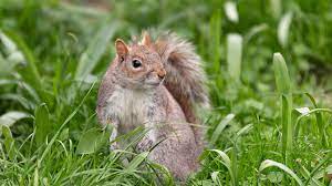 Do Squirrels Eat Birds The Results Will Amaze You Squirrel Enthusiast Backyard Birds Feeders Backyard Birds Squirrel