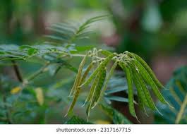 Image result for Mucuna poggei