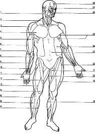 Muscular System Anatomi Coloring Pages Bulk Color Muscle Diagram Muscular System Art Books For Kids