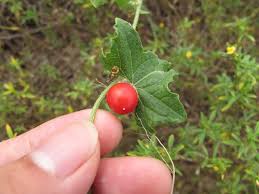 Image result for Cucumis maderaspatanus