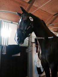 Rom In 2020 Horses Horse Equestrian Beautiful Horses