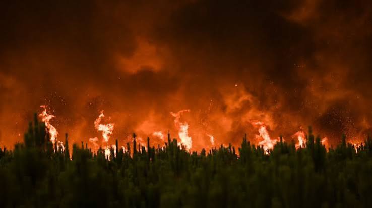 Infographies] Une année 2022 déjà record pour les incendies en France | Euronews
