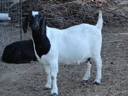 Black And White Goat Breeds South African Boer Goat Does Boer Goats Boer Goats Goats Animals