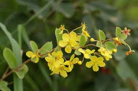 Image result for Sphedamnocarpus