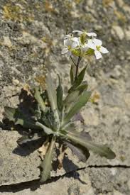 Image result for Arabis alpina