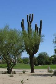 You should only purchase a saguaro cactus from someone that has a permit and will provide proper documentation upon payment—the process is much like transferring a vehicle title. Giant Saguaro Death Of A Saguaro Azplantlady Com