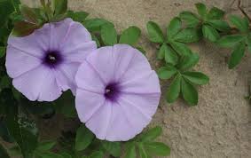 Image result for Ipomoea crassipes