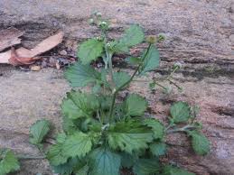 Image result for Dichrocephala