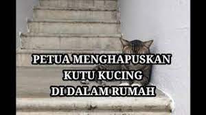 Cara membersihkan kutu kucing gimana kak? Petua Menghapuskan Kutu Kucing Di Dalam Rumah Remove Cat Fleas From Home Youtube