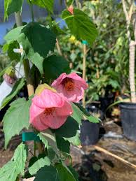 Image result for Abutilon sp.no.2