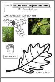 Epingle Par Veronika Orosz Vegso Sur Homeschool Nature Studies En 2020 Reconnaitre Les Arbres Theme Nature Maternelle Arbre